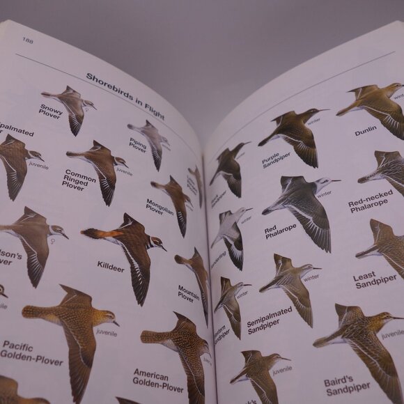 National Geographic Field Guide to the Birds of North America ISBN 0-7992-6877-6 - Picture 11 of 16